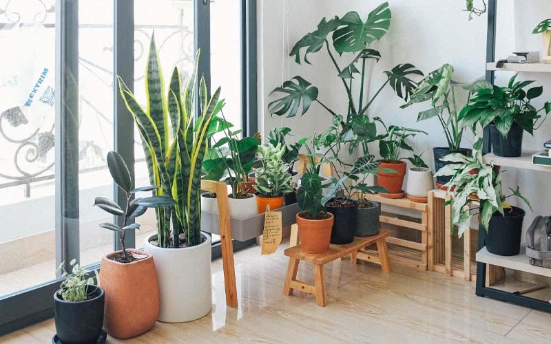 10 House Plants that Absorb Humidity Successfully Perfectway.me