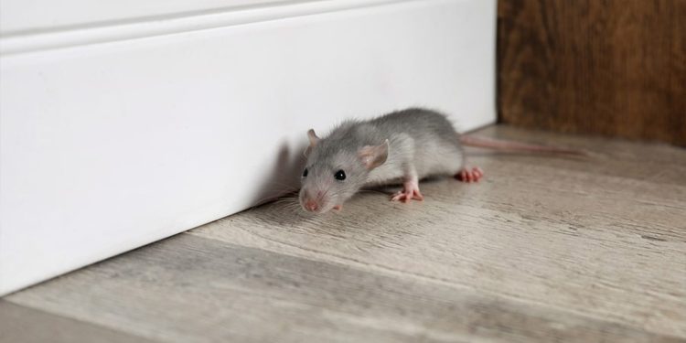 Troubled with Mice Infestation? Use This Trick! – Perfectway.me